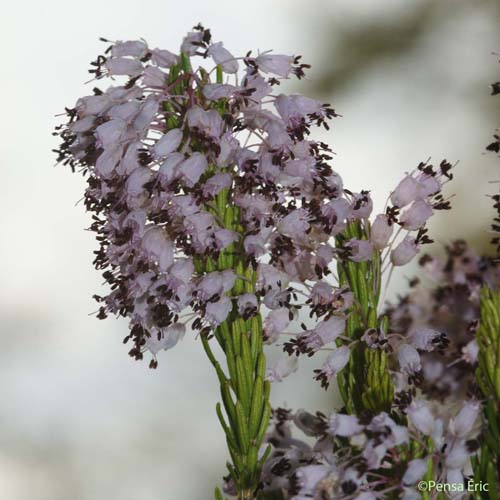 Bruyère à fleurs nombreuses - Erica multiflora