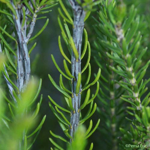 Bruyère à fleurs nombreuses - Erica multiflora