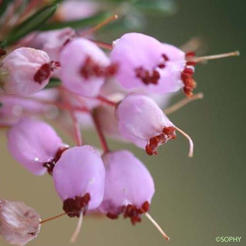 Bruyère vagabonde - Erica vagans