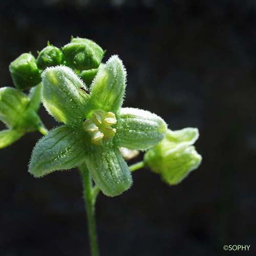 Bryone dioïque - Bryonia dioica