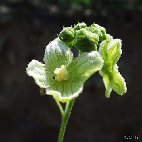 Bryone dioïque - Bryonia dioica