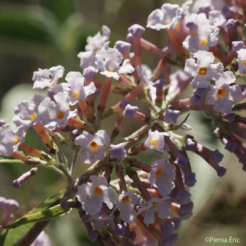 Buddleia de David - Buddleja davidii