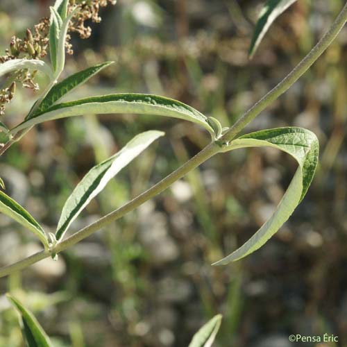 Buddleia de David - Buddleja davidii