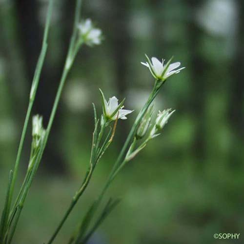 Buffonie à grosses graines - Bufonia paniculata