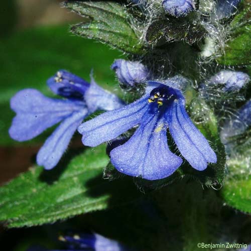 Bugle de Genève - Ajuga genevensis