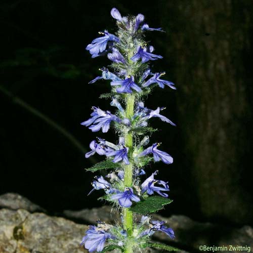 Bugle de Genève - Ajuga genevensis