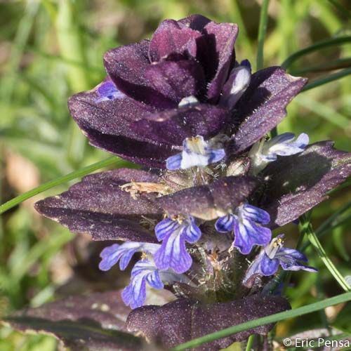 Bugle pyramidale - Ajuga pyramidalis