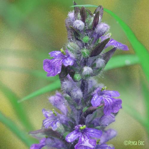 Bugle rampante - Ajuga reptans