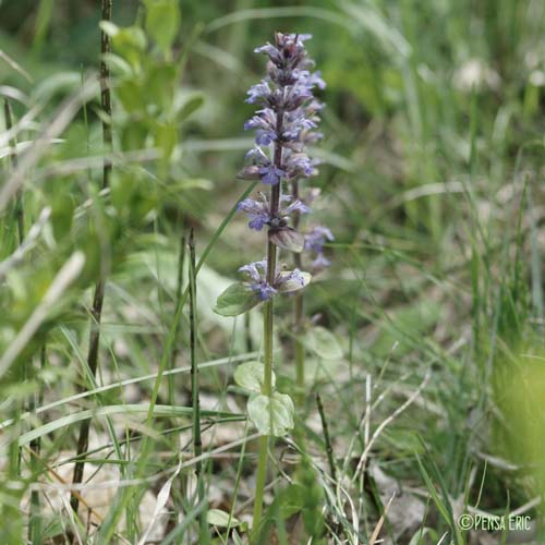 Bugle rampante - Ajuga reptans