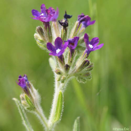 Buglosse officinale - Anchusa officinalis