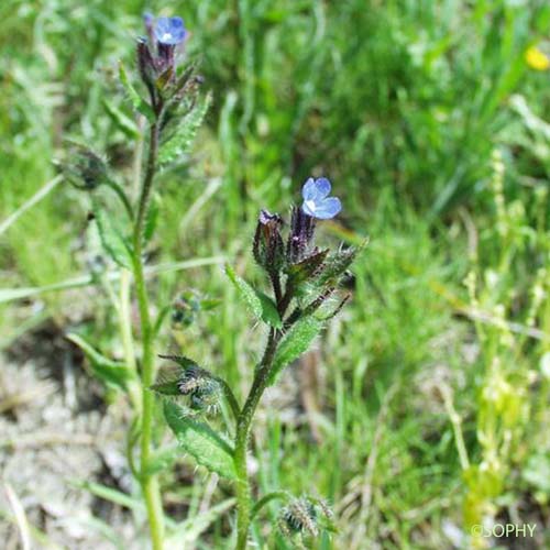 Buglosse ondulée - Anchusa undulata