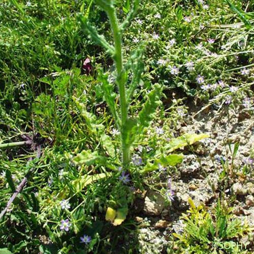Buglosse ondulée - Anchusa hybrida