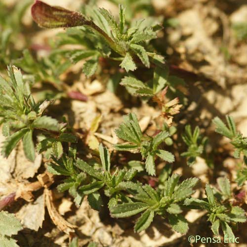 Bugrane à crête - Ononis cristata