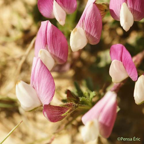 Bugrane à crête - Ononis cristata