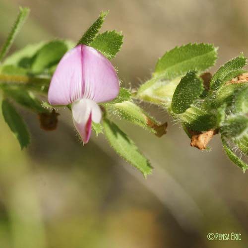 Bugrane épineuse - Ononis spinosa subsp. antiquorum