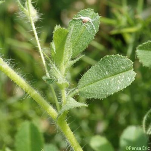 Bugrane visqueuse - Ononis viscosa subsp. viscosa