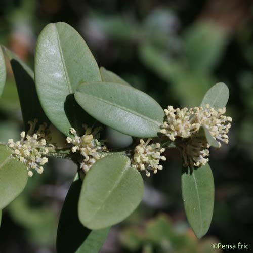 Buis - Buxus sempervirens