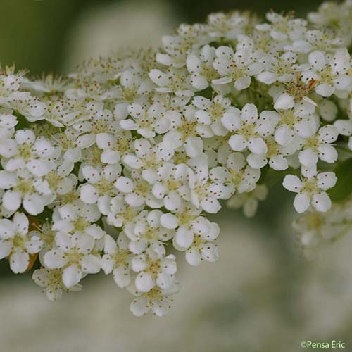 Buisson ardent - Pyracantha coccinea