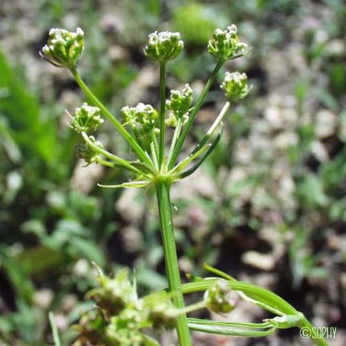 Bunium Noix-de-terre - Bunium bulbocastanum var. mediterraneum