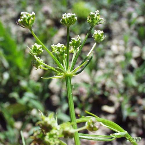 Bunium Noix-de-terre - Bunium bulbocastanum var. mediterraneum