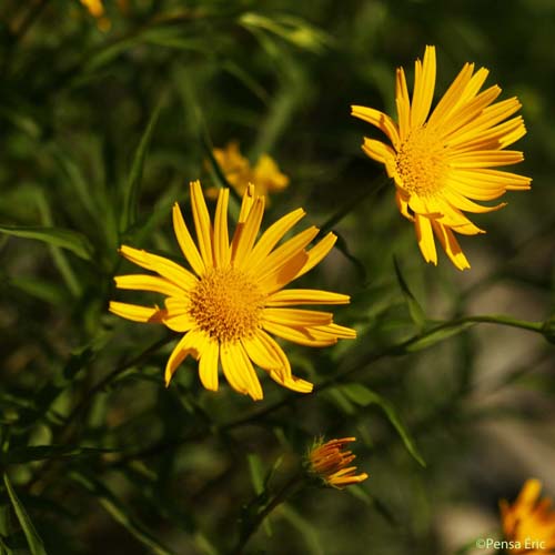 Buphtalme à feuilles de saule - Buphthalmum salicifolium