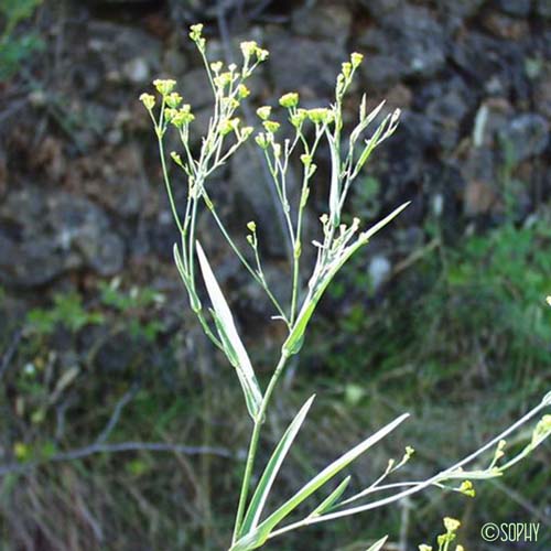 Buplèvre à feuilles de jonc - Bupleurum praealtum