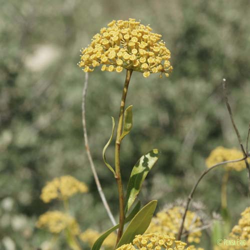 Buplèvre arbustif - Bupleurum fruticosum