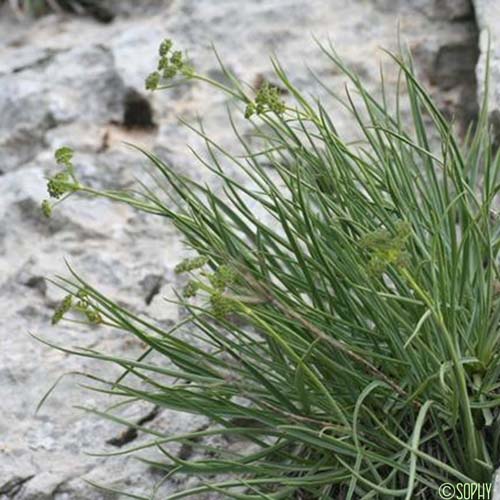 Buplèvre des pierriers - Bupleurum petraeum