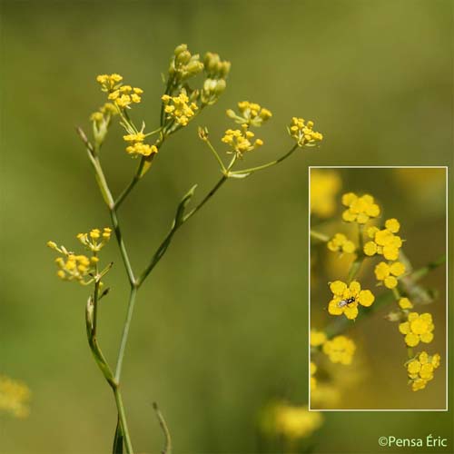 Buplèvre en faux - Bupleurum falcatum