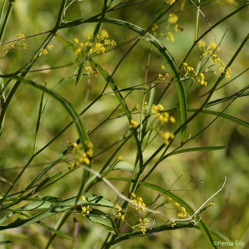 Buplèvre en faux - Bupleurum falcatum