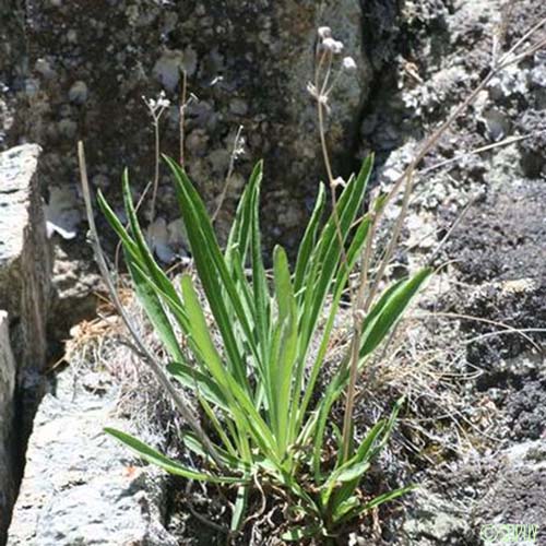 Buplèvre étoilé - Bupleurum stellatum