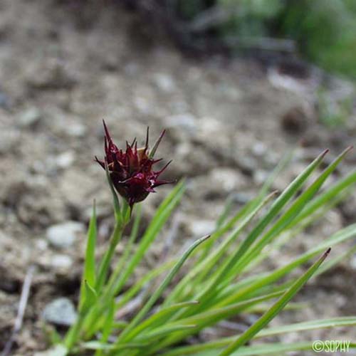 Buplèvre fausse-renoncule - Bupleurum ranunculoides subsp. ranunculoides