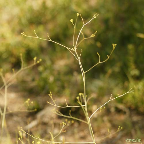 Buplèvre raide - Bupleurum rigidum subsp. rigidum