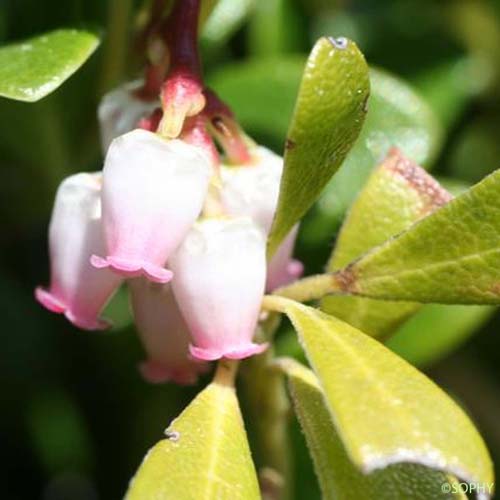 Busserole à feuilles épaisses - Arctostaphylos uva-ursi