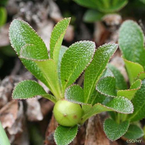 Busserole des Alpes - Arctostaphylos alpina