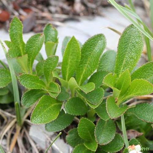 Busserole des Alpes - Arctostaphylos alpina