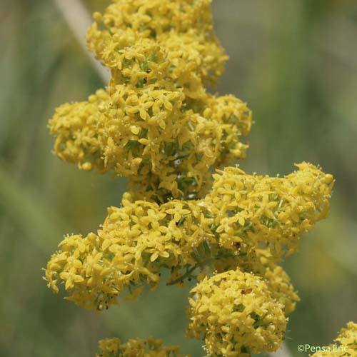 Caille-lait jaune - Galium verum subsp. verum