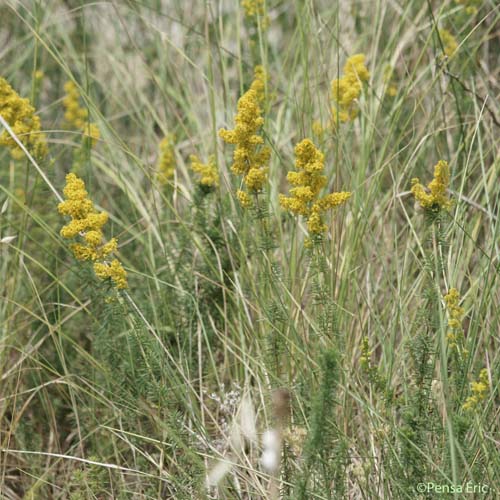 Caille-lait jaune - Galium verum subsp. verum