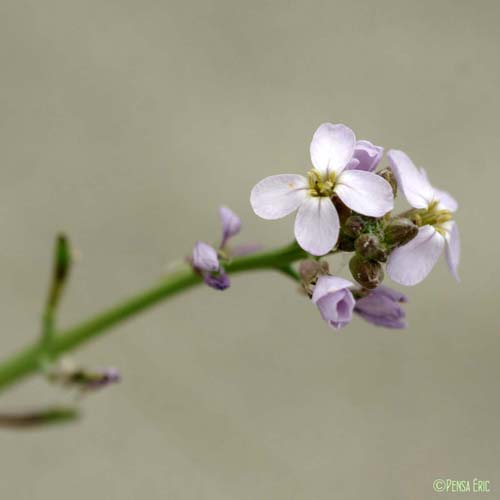 Cakilier maritime - Cakile maritima subsp. maritima