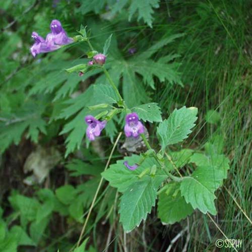 Calament à grandes fleurs - Clinopodium grandiflorum