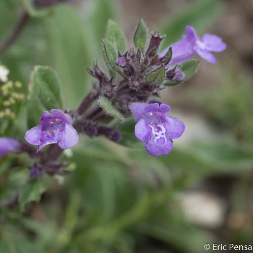 Calament des Alpes - Ziziphora granatensis subsp. alpina