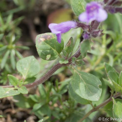 Calament des Alpes - Ziziphora granatensis subsp. alpina