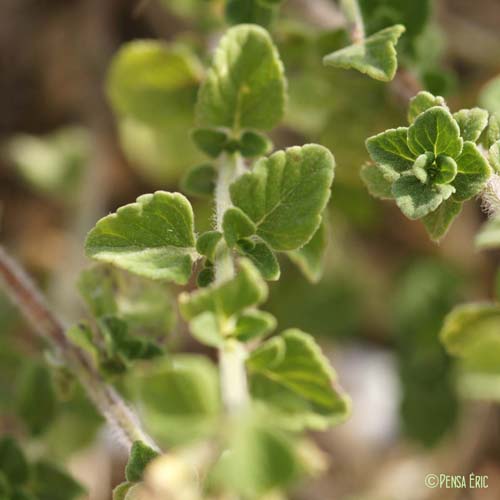 Calament népéta - Clinopodium nepeta subsp. nepeta