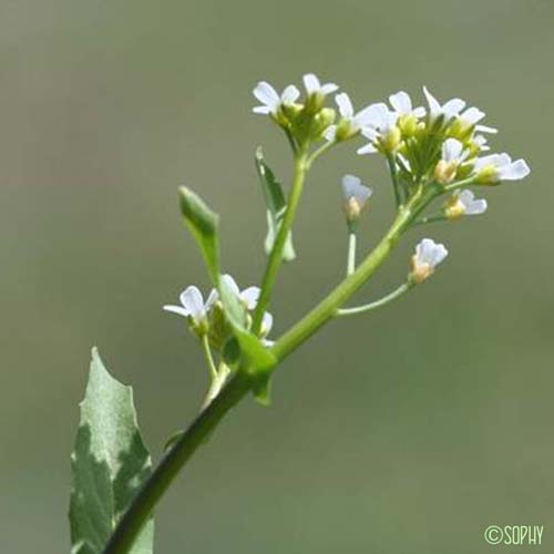 Calépine irrégulière - Calepina irregularis