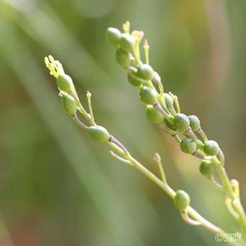 Calépine irrégulière - Calepina irregularis