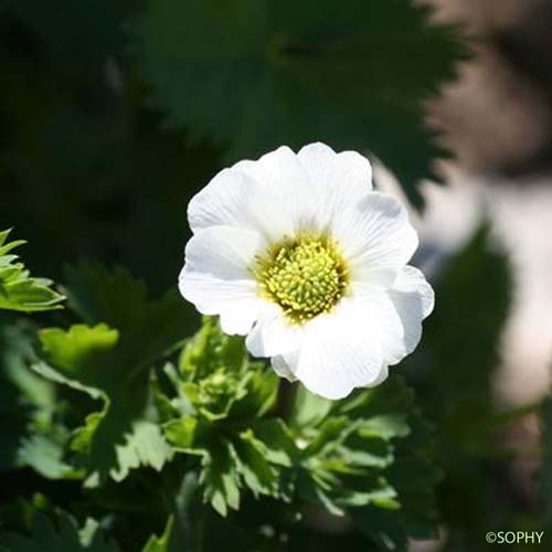 Callianthème à feuilles de Coriandre - Callianthemum coriandrifolium