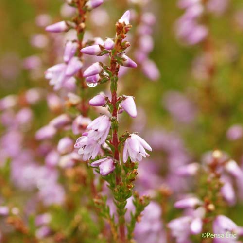 Callune - Calluna vulgaris