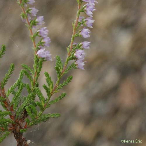 Callune - Calluna vulgaris