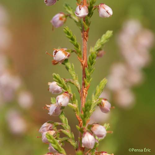 Callune - Calluna vulgaris