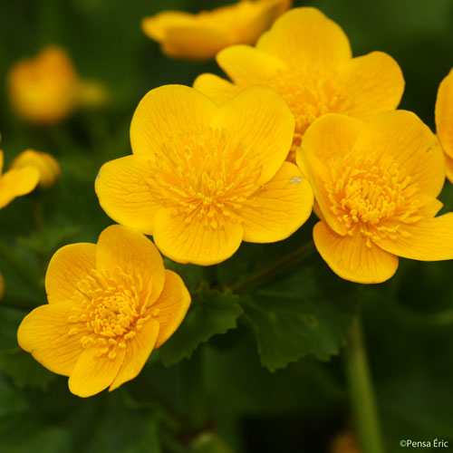 Caltha des marais - Caltha palustris